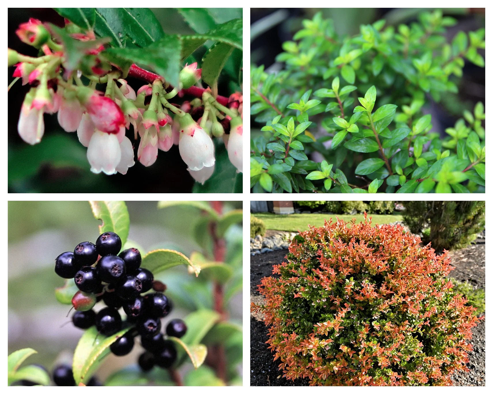 50 California Evergreen Huckleberry Vaccinium Ovatum Fruit Berry Shrub Seeds | www.seedsplantworld.com