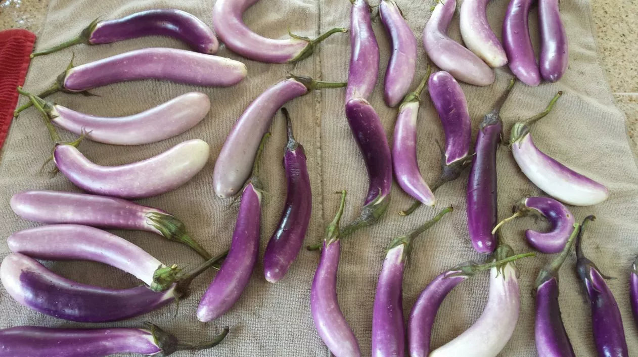 25 Bride Eggplant White & Purple Fruit / Vegetable Solanum Melongena Seeds | www.seedsplantworld.com