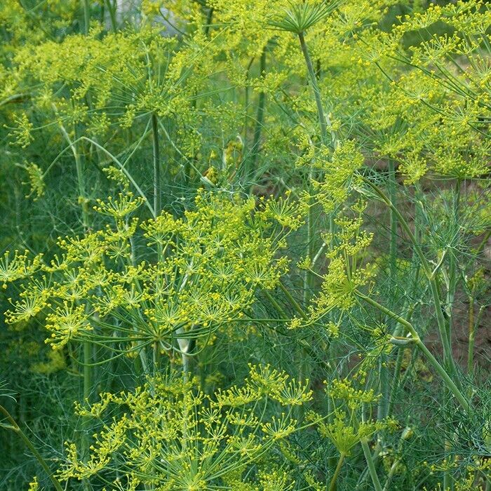 500+ Dill Mammoth Long Island Anethum Graveolens Spice Herb Seeds | www.seedsplantworld.com