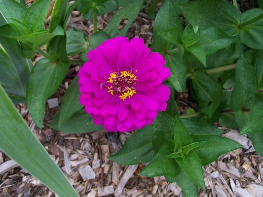 250 Violet Queen Zinnia Elegans Purple Double Dahlia Heirloom Flower Seeds | www.seedsplantworld.com