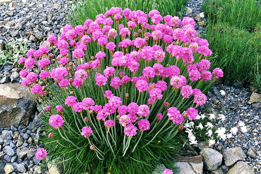 50 Sea Thrift Armeria Maritima California Sea Pink Cliff Rose Flower Seeds | www.seedsplantworld.com