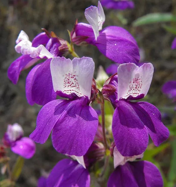 500 Chinese Houses Pagodas Collinsia Heterophylla Flower Seeds | www.seedsplantworld.com