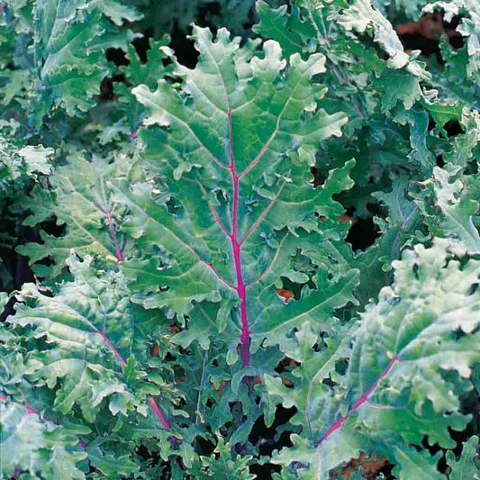 333 Kale Red Russian Red Stems Veins W Green Leaves Vegetable Seeds | www.seedsplantworld.com