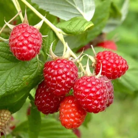 1 - 12 Heritage Raspberry Potted Plants - Ever Bearing - Dark Red Berries