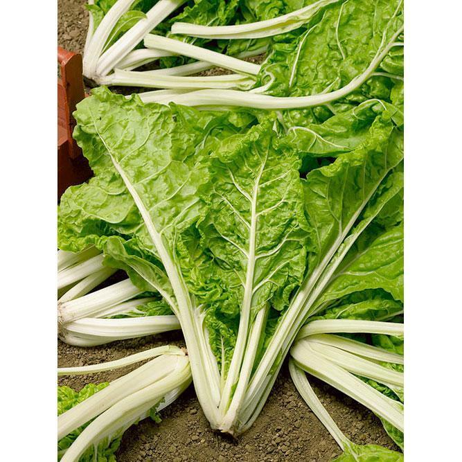 50 Ct Swiss Chard Lucullus Heirloom Garden NON-GMO Vegetable Seeds | www.seedsplantworld.com