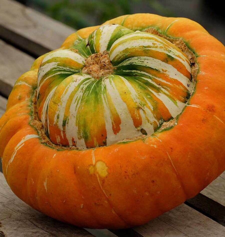 10 Ct Turk's Turban Gourd Curbita Maxima NON-GMO Heirloom Vegetable Seeds | www.seedsplantworld.com