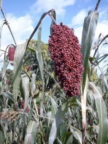 50 Broomcorn / Colored Uprights Sorghum Bicolor Red Seeds | www.seedsplantworld.com