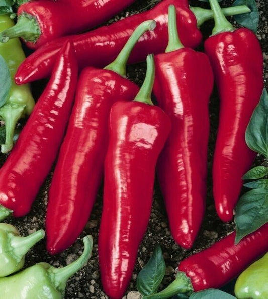 25+ Big Jim Hot Pepper Capsicum Anuum Heirloom Vegetable Seeds | www.seedsplantworld.com