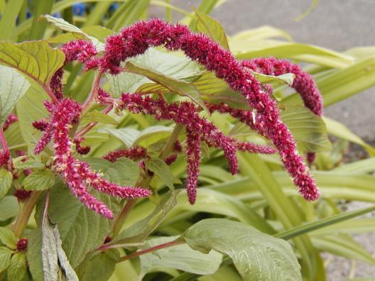 1155 Love Lies Bleeding Red Ropes Flowers Seeds | www.seedsplantworld.com