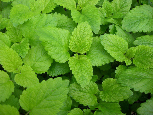 235 Lemon Balm Perennial Herb Heirloom Herb Seeds | www.seedsplantworld.com