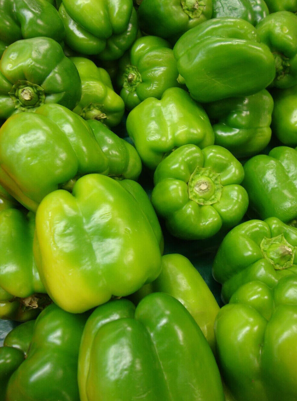 50+ Yolo Wonder Pepper Sweet Bell Garden NON-GMO Vegetable Seeds | www.seedsplantworld.com