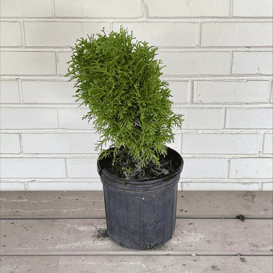 1 GallonLittle Giant Eastern Arborvitae (Thuja Occidentalis Little Giant) Tree Plants