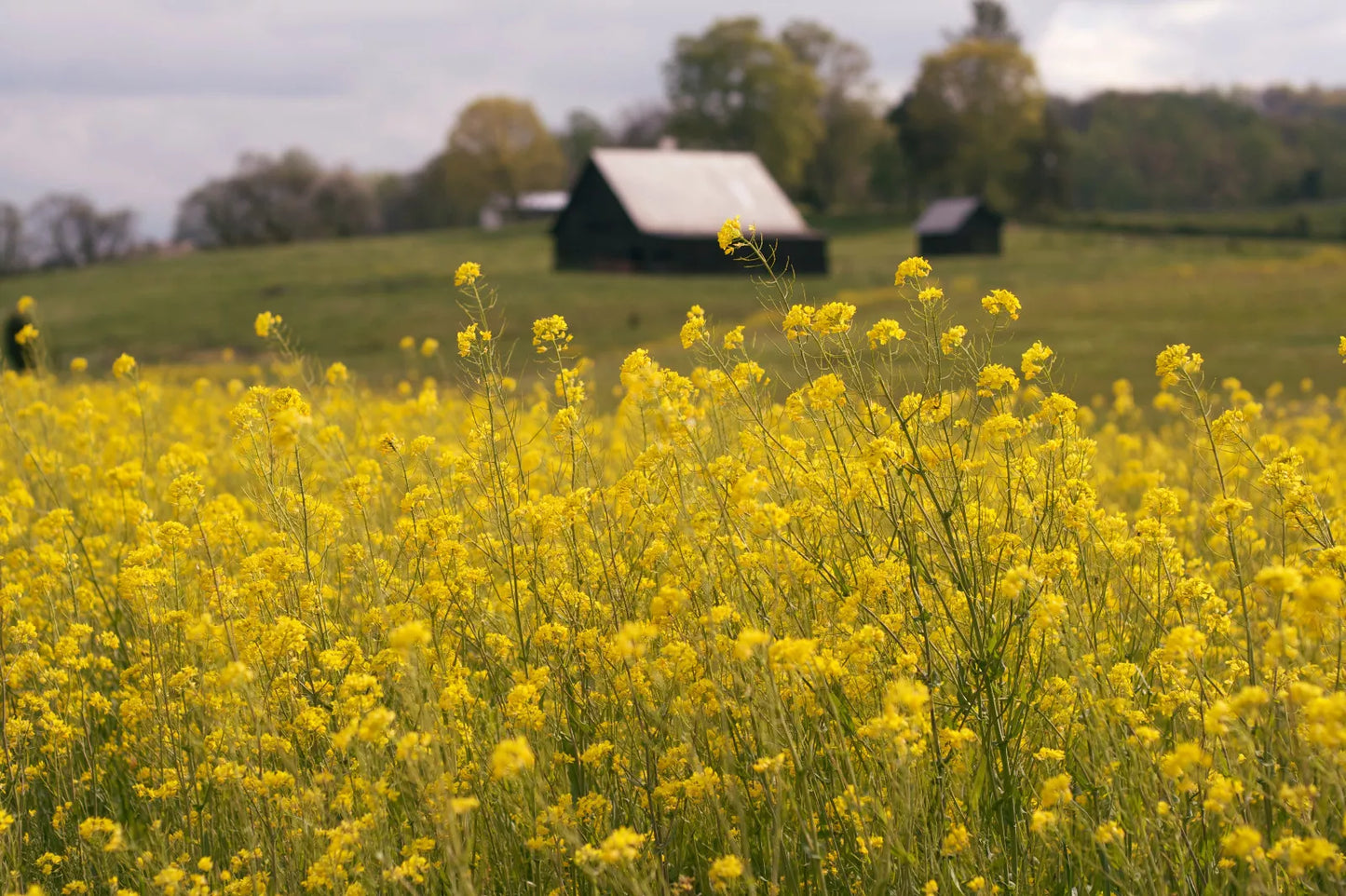 500 Old Fashioned Mustard Ragged Edge Brassica Juncea Vegetable Seeds | www.seedsplantworld.com