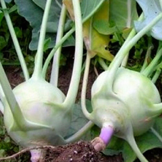 75 Early White Vienna Kohlrabi NON-GMO Heirloom Vegetable Seeds | www.seedsplantworld.com