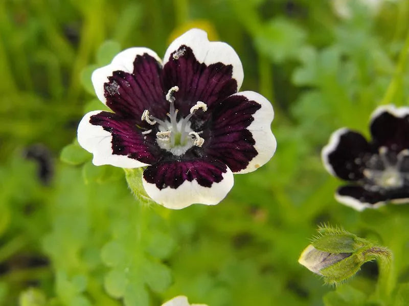 50 Pennie Black - Nemophila Discoidalis Penny White Flower Seeds | www.seedsplantworld.com