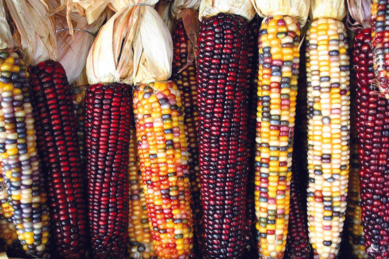 30 Ct Indian Ornamental Corn Rainbow NON-GMO Vegetable Seeds | www.seedsplantworld.com