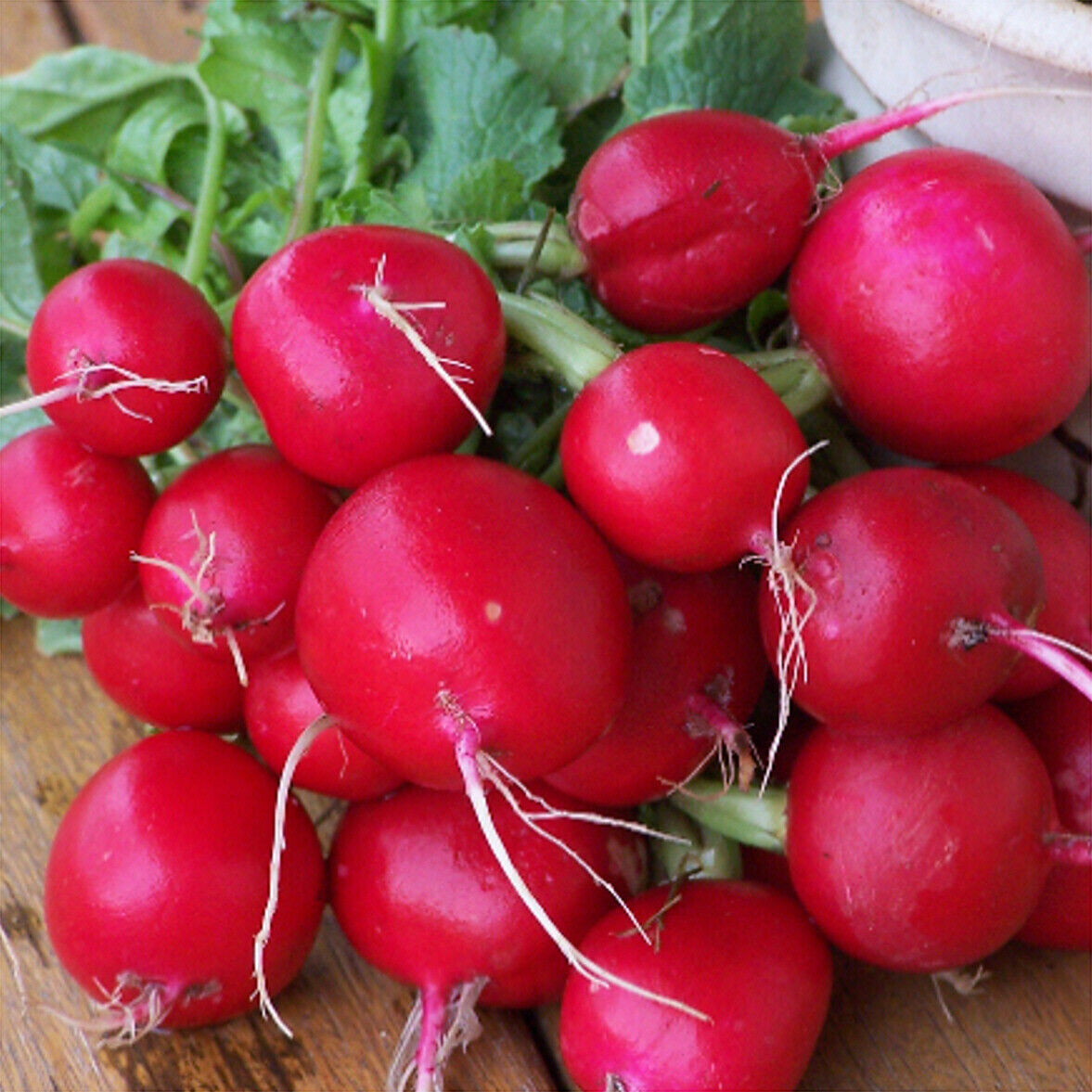 200 Ct Champion Radish Heirloom Garden NON-GMO Vegetable Seeds | www.seedsplantworld.com