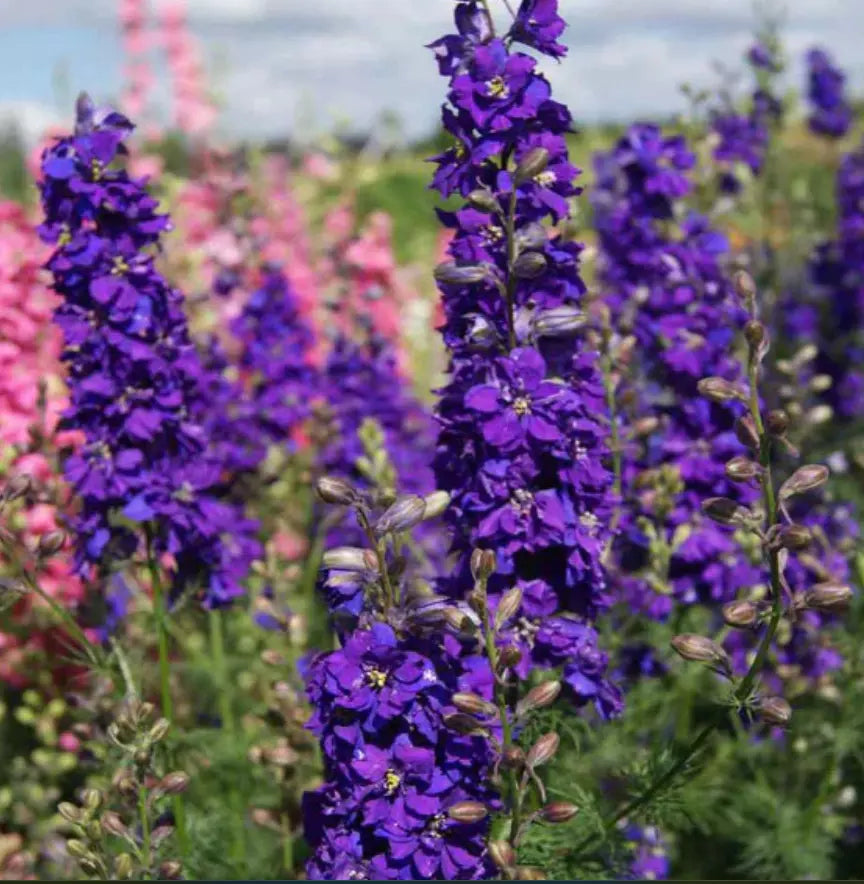 100 Delphinium Lilac Spire Purple Larkspur Cut Flowers Early Blooms Nongmo Seeds For Planting | www.seedsplantworld.com