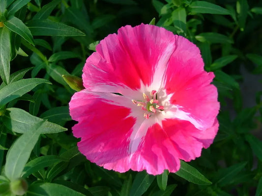 500 Pink Farewell To Spring Clarkia Elegans 2 Tone Striped Flower Seeds | www.seedsplantworld.com