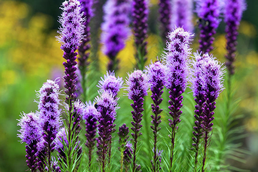 175 Liatris Spicata Blazing Stars Free Flower Seeds | www.seedsplantworld.com