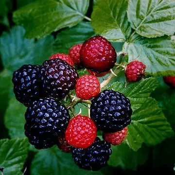 2 Tahi Black Raspberry Plant Non Gmo Fruit Plants | www.seedsplantworld.com