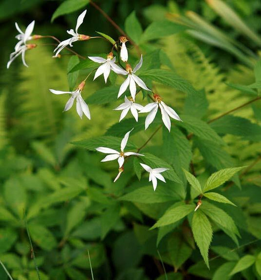 39 Indian Physic White Perennial Flower Seeds | www.seedsplantworld.com