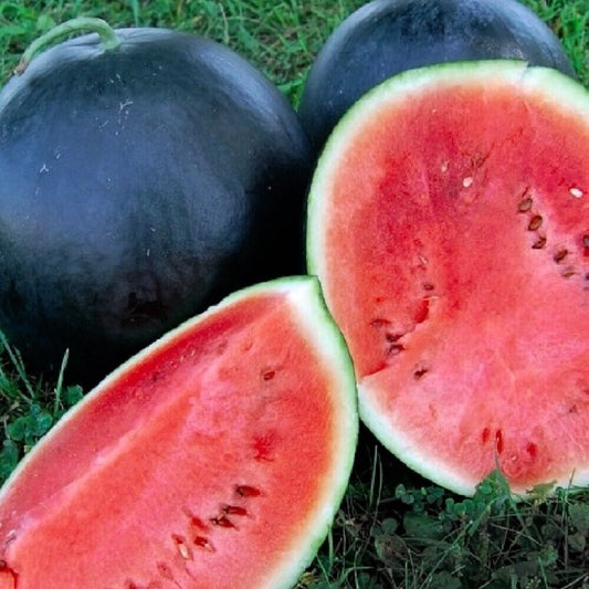 100 Black Diamond Watermelon NON-GMO Heirloom Fruit Seeds | www.seedsplantworld.com