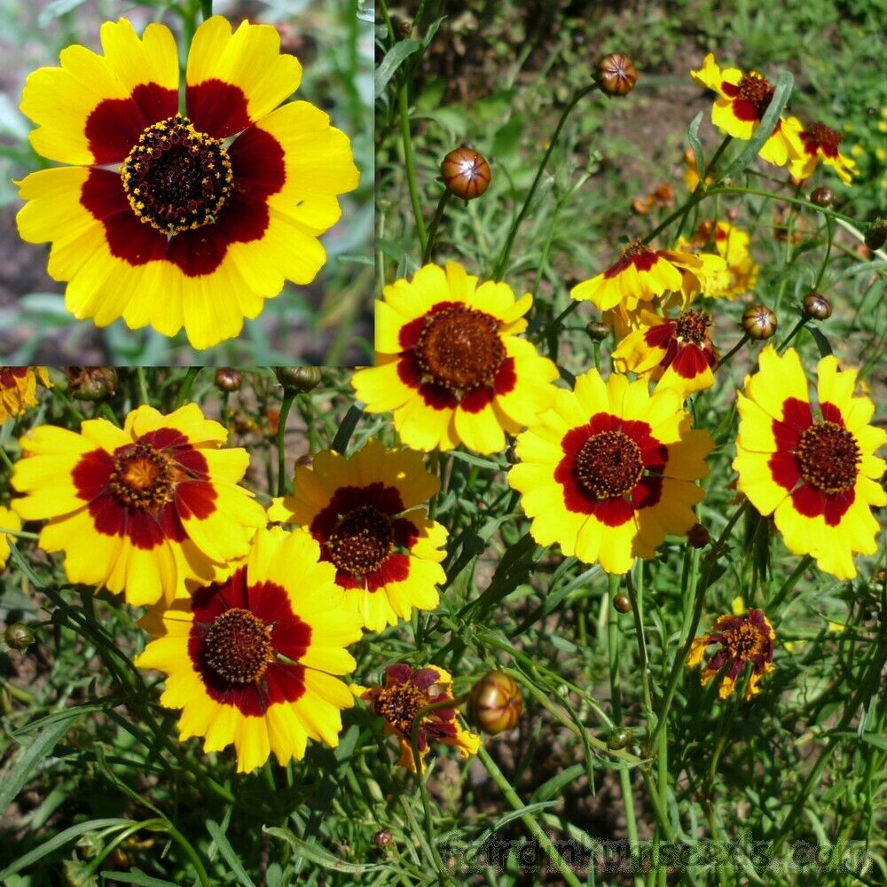 300+ Coreopsis Dwarf Plains Flower Seeds | www.seedsplantworld.com