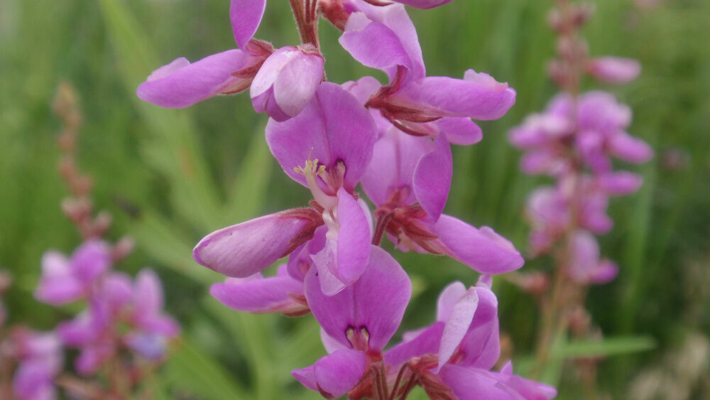 100 Trefoil Showy Tick Perennial Pink Flower Seeds | www.seedsplantworld.com