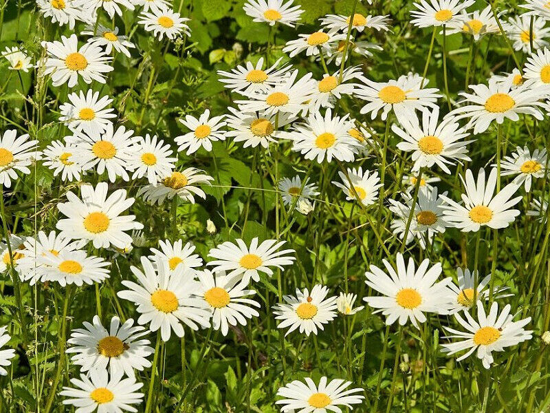 1500 Daisy Ox-Eye Oxeye Daisies White Perennial Flower Seeds | www.seedsplantworld.com