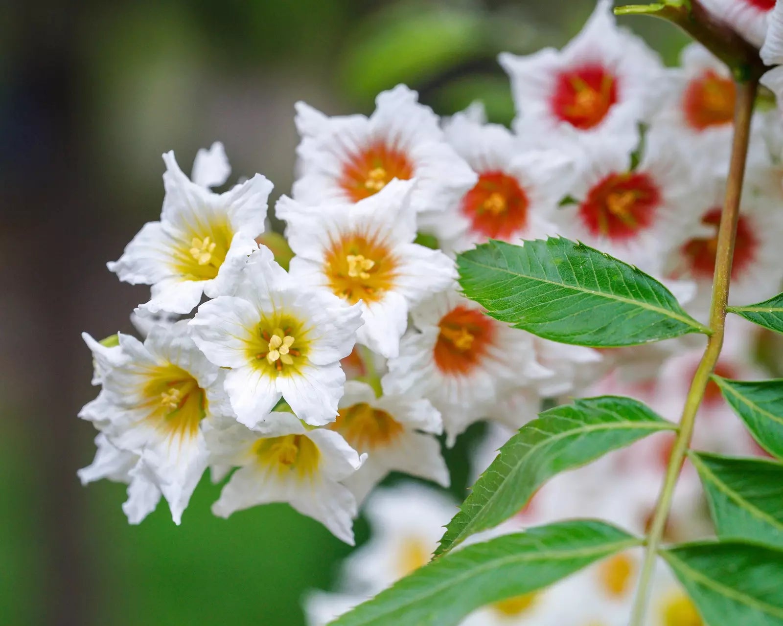 5 Yellowhorn Tree Xanthoceras Sorbifolium White Yellow Red Fragrant Flower Seeds | www.seedsplantworld.com