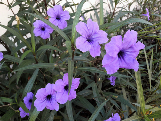 100 Blue Purple Fringeleaf Petunia Wild Ruellia Humilis Perennial Flower Seeds | www.seedsplantworld.com