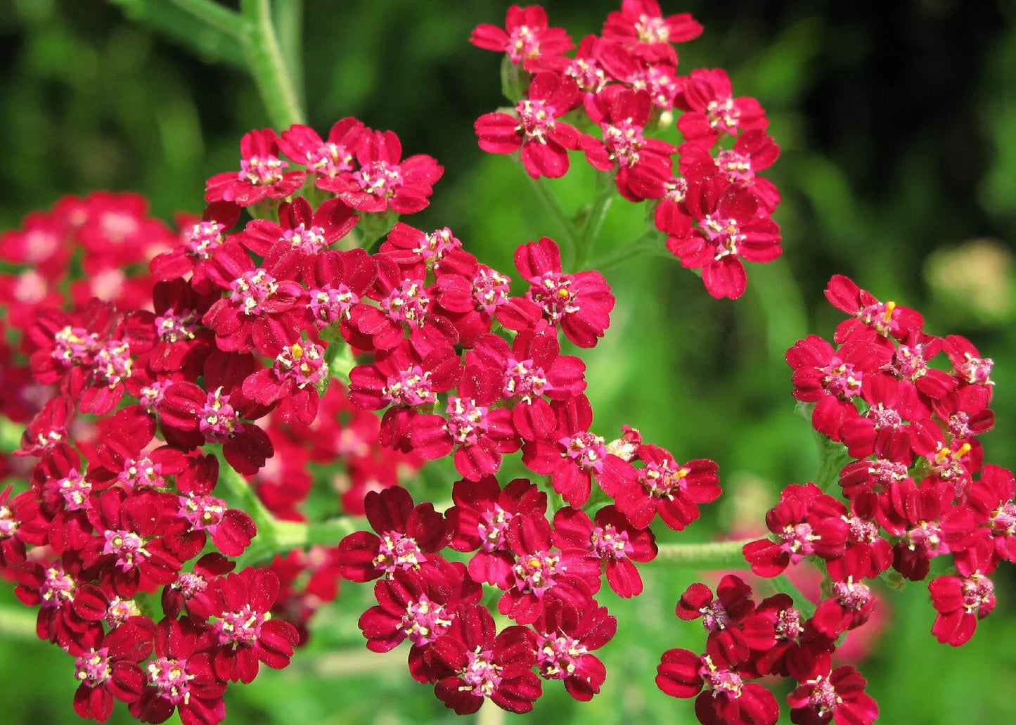 700 Yarrow Red Perennial Good For Drying Flower Seeds | www.seedsplantworld.com