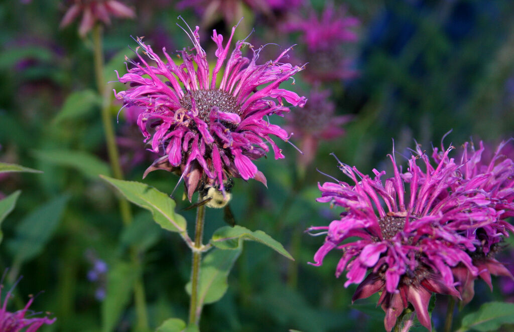 460 Beebalm Purple Bee Balm Flower Monarda Flower Seeds | www.seedsplantworld.com