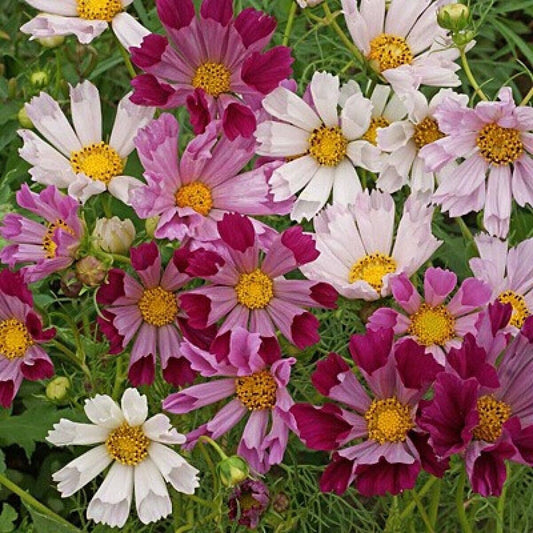 100 Ct Cosmos Sea Shells Mix Colors Cut Flower Seeds | www.seedsplantworld.com