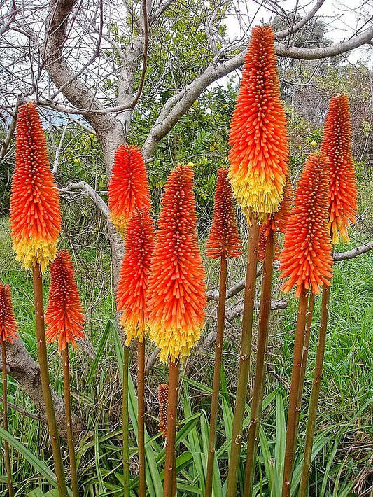 Red Hot Poker 100 Seeds