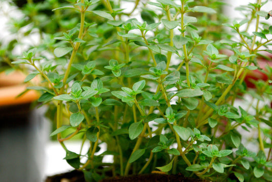 320 Thyme German Common Winter Perennial Herb Seeds | www.seedsplantworld.com