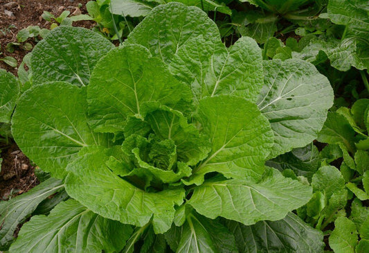 1000+ Florida Broadleaf Mustard Heirloom NON-GMO Vegetable Seeds | www.seedsplantworld.com