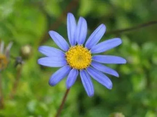 50 Blue Rice Button Aster Dumosus Flower Seeds | www.seedsplantworld.com