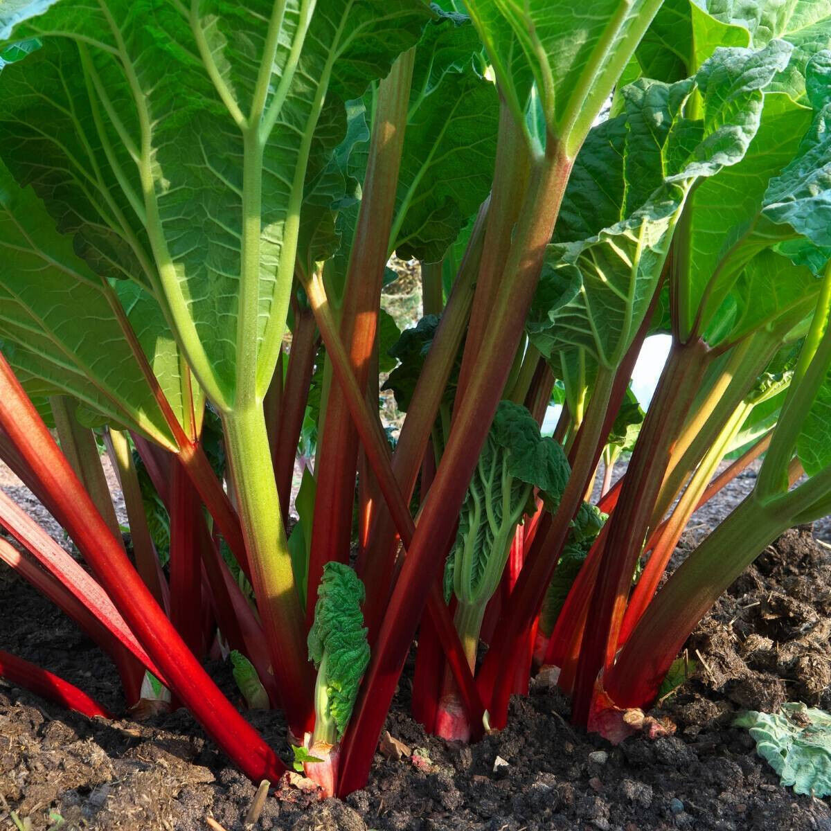 50 Rhubarb Glaskins Perpetual Red Perennial Vegetable Seeds | www.seedsplantworld.com