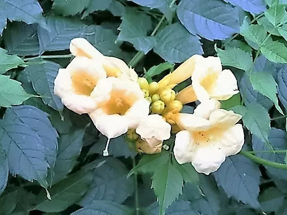 10 Yellow Hummingbird Trumpet Vine Flower Campsis Radicans Flava Climber Seeds | www.seedsplantworld.com