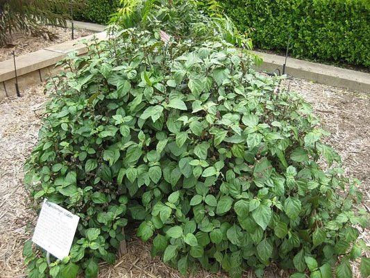 5 True Patchouli Shrub Fragrant Patchouly Pogostemon Cablin Herb Seeds | www.seedsplantworld.com