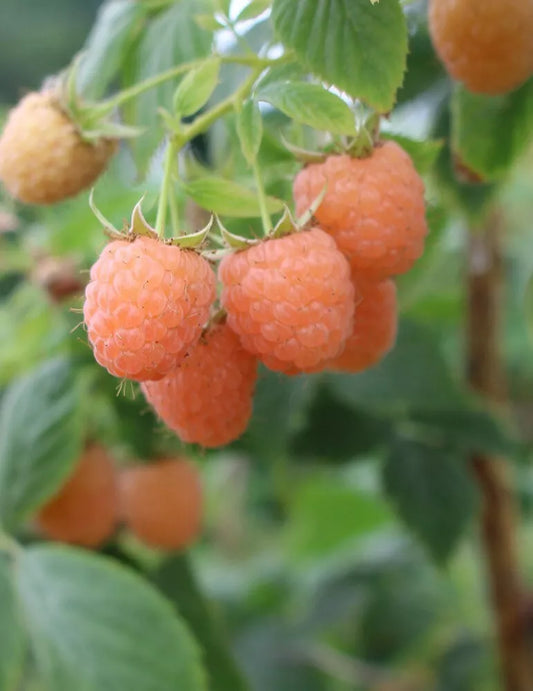 1 Anne Everbearing Live Yellow Raspberry Plant Ready For Planting (1-2 Yr Old) Fruit Plant