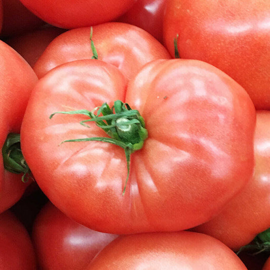 50 Ct German Johnson Tomato Heirloom NON-GMO Vegetable Seeds | www.seedsplantworld.com