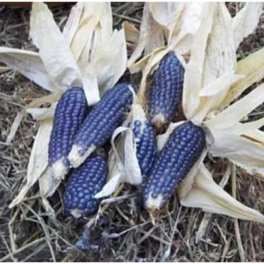 20 Corn Blue Shaman Popcorn Vegetable Seeds | www.seedsplantworld.com