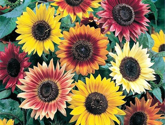 62 Sunflower Evening Colors Mix Flower Seeds | www.seedsplantworld.com