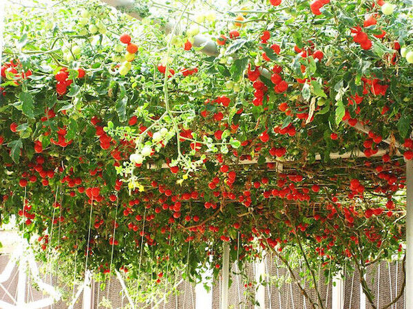 35 Tomato Trip L Crop Italian Tree Vine Vegetable Seeds | www.seedsplantworld.com