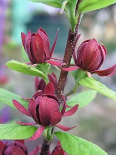 Sweet Shrub Live Plant 6-12" Tall In A Quart Pot