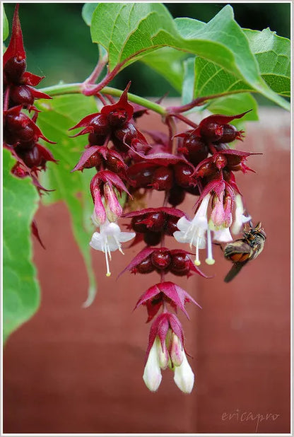 Peach Leaf Bellflower, 250 Seeds | www.seedsplantworld.com