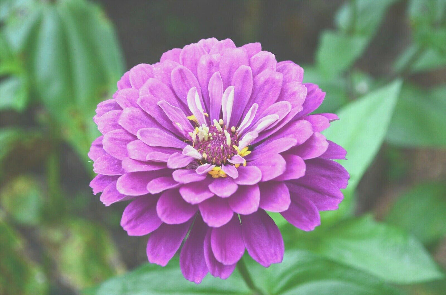 300 Lavender Zinnia Flower Seeds | www.seedsplantworld.com